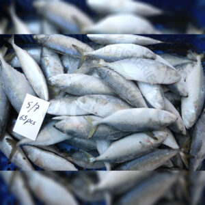 Indian-mackerel