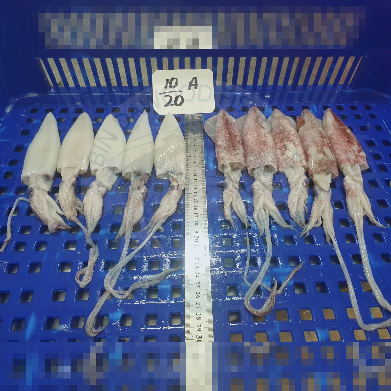 Loligo-squid Loligo-squid