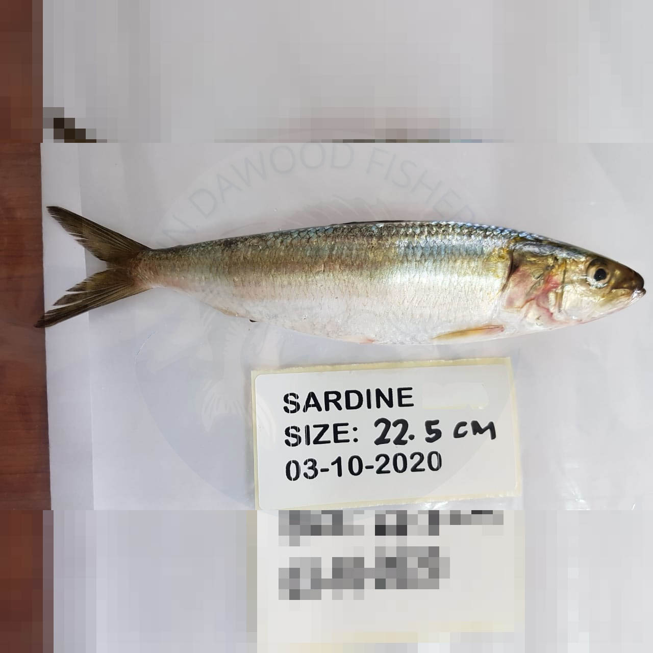 Sardine Sardine