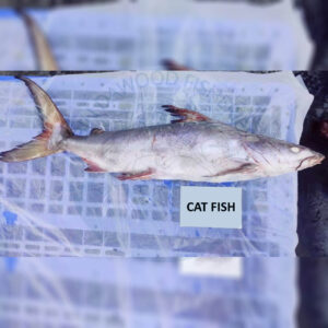 catfish