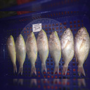 japanese-treadfin-bream