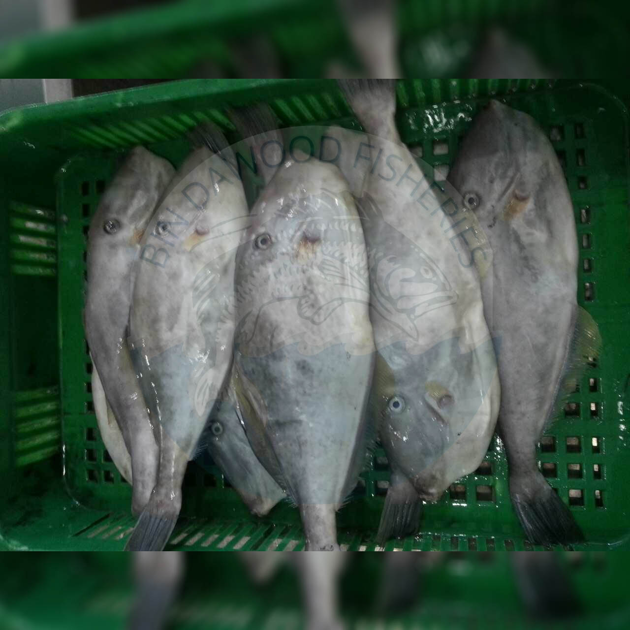 leather-jacket-fish leather-jacket-fish